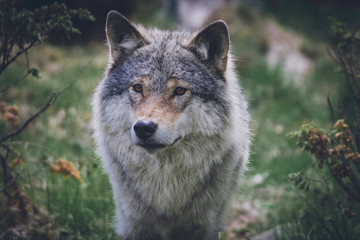 Grey wolf portrait in the wilderness. Wolf, animal, wildlife, northern america, usa, alaska, predator, killer concept.