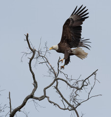 An American Bald Eagle prepares to land.
