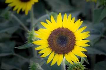 Obraz premium Close up of Sun flower in the garden.