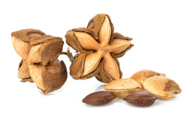 Sacha peanut  on the white background