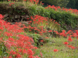 彼岸花　棚田