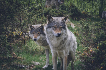 Fototapeta premium Grey wolf portrait in the wilderness. Wolf, animal, wildlife, northern america, usa, alaska, predator, killer concept.