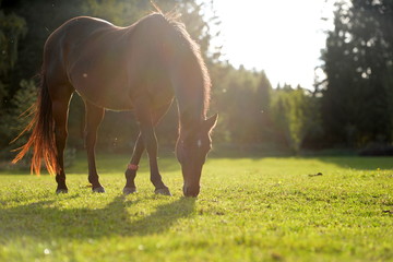 Abendidyll auf der Pferdeweide. Braunes Pferd grast in der Abendsonne
