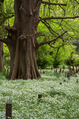 巨木と白い花の群生
