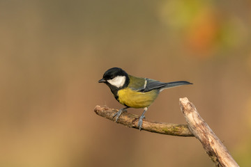 Beautiful nature scene with Great tit (Parus major). Wildlife shot of Great tit (Parus major) on branch. Great tit (Parus major) in the nature habitat.