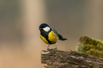 Beautiful nature scene with Great tit (Parus major). Wildlife shot of Great tit (Parus major) on branch. Great tit (Parus major) in the nature habitat.