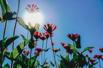 flower upview