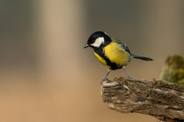 Naklejka premium Beautiful nature scene with Great tit (Parus major). Wildlife shot of Great tit (Parus major) on branch. Great tit (Parus major) in the nature habitat.