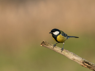 Beautiful nature scene with Great tit (Parus major). Wildlife shot of Great tit (Parus major) on branch. Great tit (Parus major) in the nature habitat.