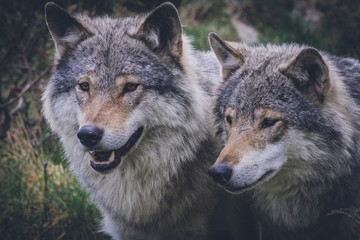 Wolf couple portrait in the wild. Nature, eyes, wolves, wolf pack, beautiful animals, killers, predators, hunters, eyes, grey, wilderness, outdoor concept.