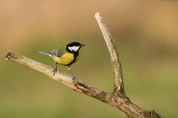 Beautiful nature scene with Great tit (Parus major). Wildlife shot of Great tit (Parus major) on branch. Great tit (Parus major) in the nature habitat.