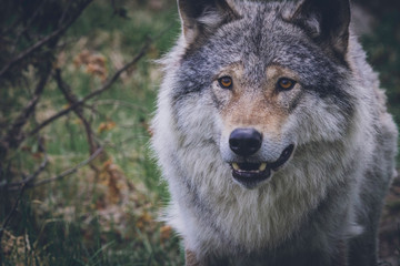Naklejka na ściany i meble Closeup portrait of a beautiful grey wolf in nature. Eyes, predator, killers, hunt, hunter, hunting, alaska, north, animal, animals concept.