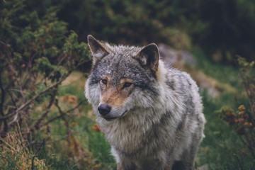 Wolf outdoors in the wilderness. Wildlife and animal portrait concept.
