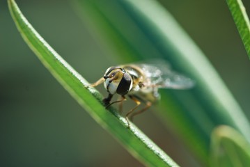 big-eyed cute wasp on leaf of oleander