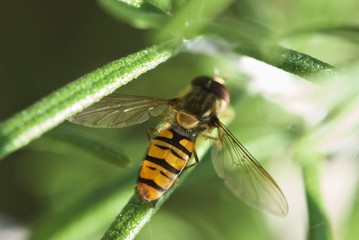 shiny wasp on leaf of rosemary