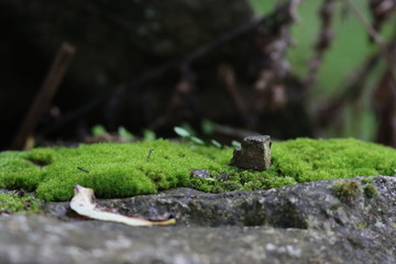 mousse