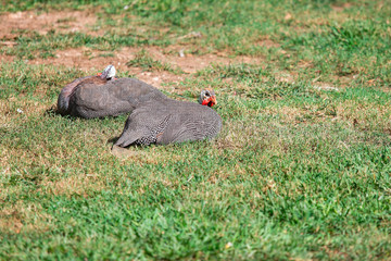 Guinea Hen