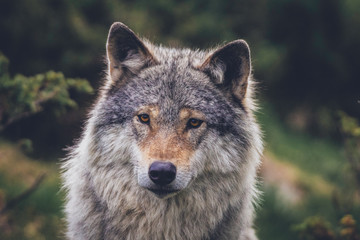 Closeup portrait of a beautiful grey wolf in nature. Eyes, predator, killers, hunt, hunter, hunting, alaska, north, animal, animals concept.