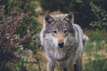 Naklejka na ściany i meble Grey wolf with scars in nature portrait. Closeup, moment, predator, wlldlife, usa, wolf pack, animal, fighter concept.
