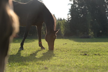 Grasendes Pferd in der Abendsonne