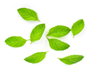 Naklejka na ściany i meble Fresh mint leafs isolated on a white background