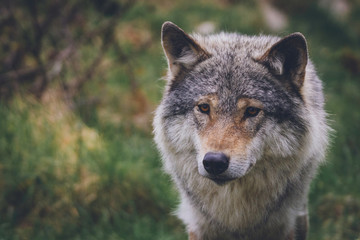 Naklejka na ściany i meble Beatiful Wolf portrait in nature with blurry green background. Usa, nature, animal, america, wolves, killer, predator, pack concept.