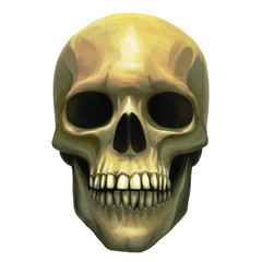 skull art illustration graphic design