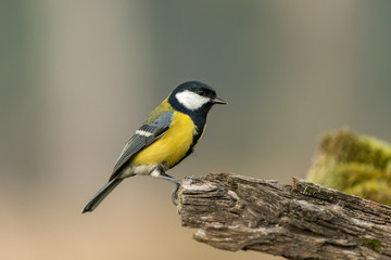 Beautiful nature scene with Great tit (Parus major). Wildlife shot of Great tit (Parus major) on branch. Great tit (Parus major) in the nature habitat.