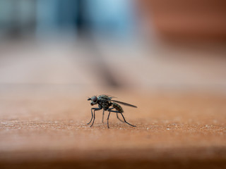 Fliege