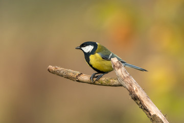 Beautiful nature scene with Great tit (Parus major). Wildlife shot of Great tit (Parus major) on...
