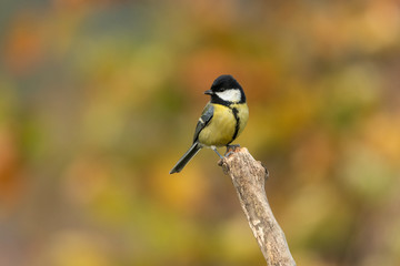 Beautiful nature scene with Great tit (Parus major). Wildlife shot of Great tit (Parus major) on...