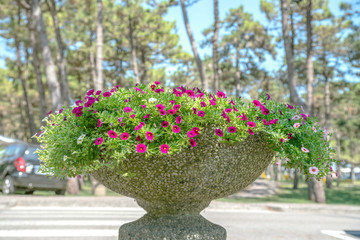 nice city road with concreet vase pot at street decoration with some flowers..