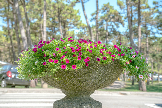 nice city road with concreet vase pot at street decoration with some flowers..