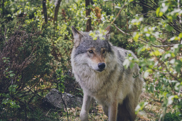 Naklejka na ściany i meble Beautiful big grey wolf in the wilderness. Surrounded by trees and branches. Wildlife, animal, predator, killer, animals in the wild, northern, usa, america, close encounter, moment concept.