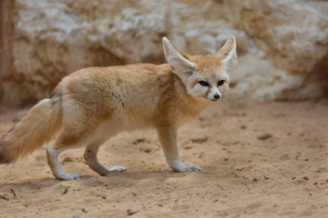 Naklejka premium desert fox