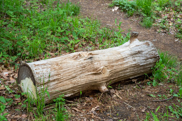朽ちた丸太