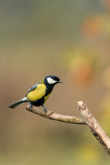 Beautiful nature scene with Great tit (Parus major). Wildlife shot of Great tit (Parus major) on branch. Great tit (Parus major) in the nature habitat.