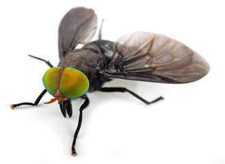 close up image of flies on white background