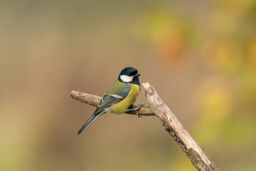 Beautiful nature scene with Great tit (Parus major). Wildlife shot of Great tit (Parus major) on branch. Great tit (Parus major) in the nature habitat.