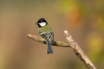 Beautiful nature scene with Great tit (Parus major). Wildlife shot of Great tit (Parus major) on branch. Great tit (Parus major) in the nature habitat.