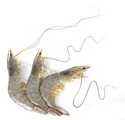 Pacific white Shrimp on white background