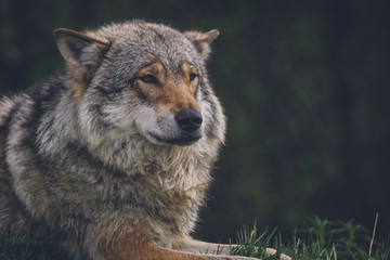 Beautiful big grey wolf in the wilderness in its natural habitat. Wildlife, animal, predator, killer, animals in the wild, northern, usa, america, close encounter, moment concept.