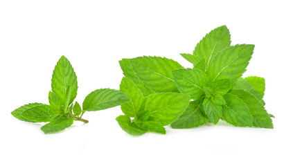 Fresh mint leafs isolated on a white background © evegenesis