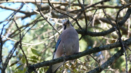 A jay bird is sitting on a branch