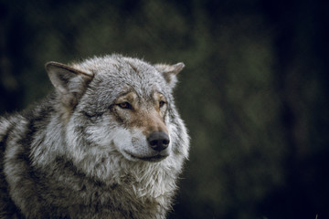 Naklejka na ściany i meble Grey wolf portrait. Predator concept.