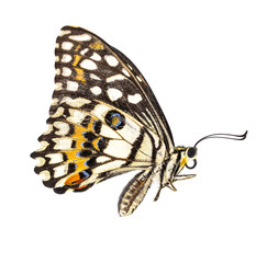  butterfly isolated on white background