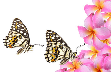 Fototapeta na wymiar butterfly and Plumeria pink flowers on white background
