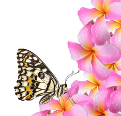  butterfly and Plumeria pink flowers on white background