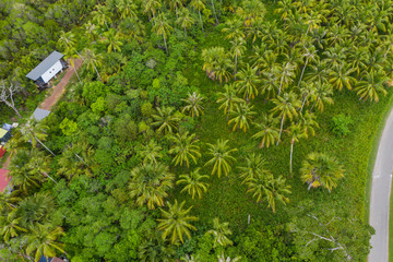 Beautiful Aerial pattern coconut palm tree at Kudat, Sabah, Borneo