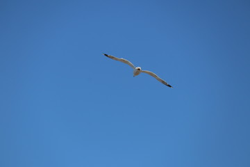 sea